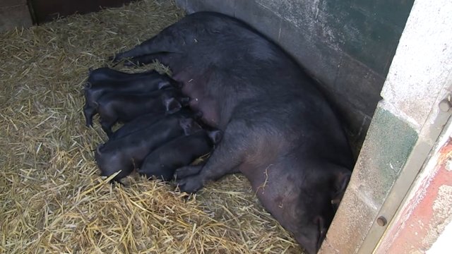 New piglets at Heeley City Farm
