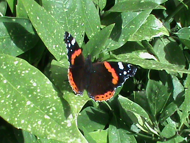 In the garden at Sheffield Buddhist centre			
					</div><!-- .entry-content -->
		
		<footer>
		
		
		
					
					</footer><!-- .entry-meta -->
	</article><!-- #post -->
				
											
				
		
<hr class=