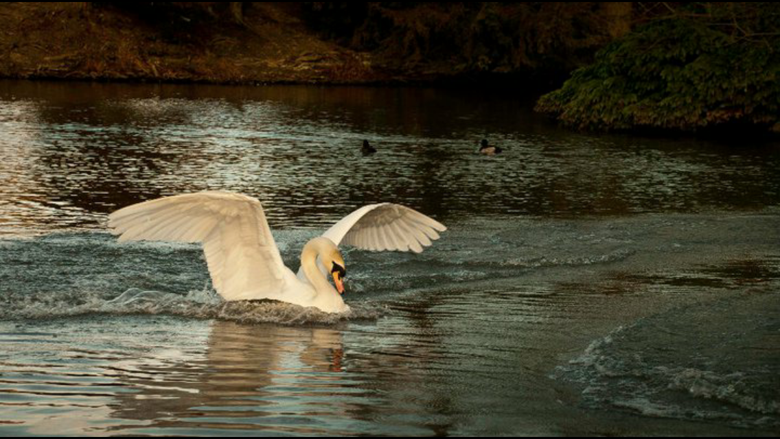 Graves park			
					</div><!-- .entry-content -->
		
		<footer>
		
		
		
					
					</footer><!-- .entry-meta -->
	</article><!-- #post -->
				
											
				
		
<hr class=