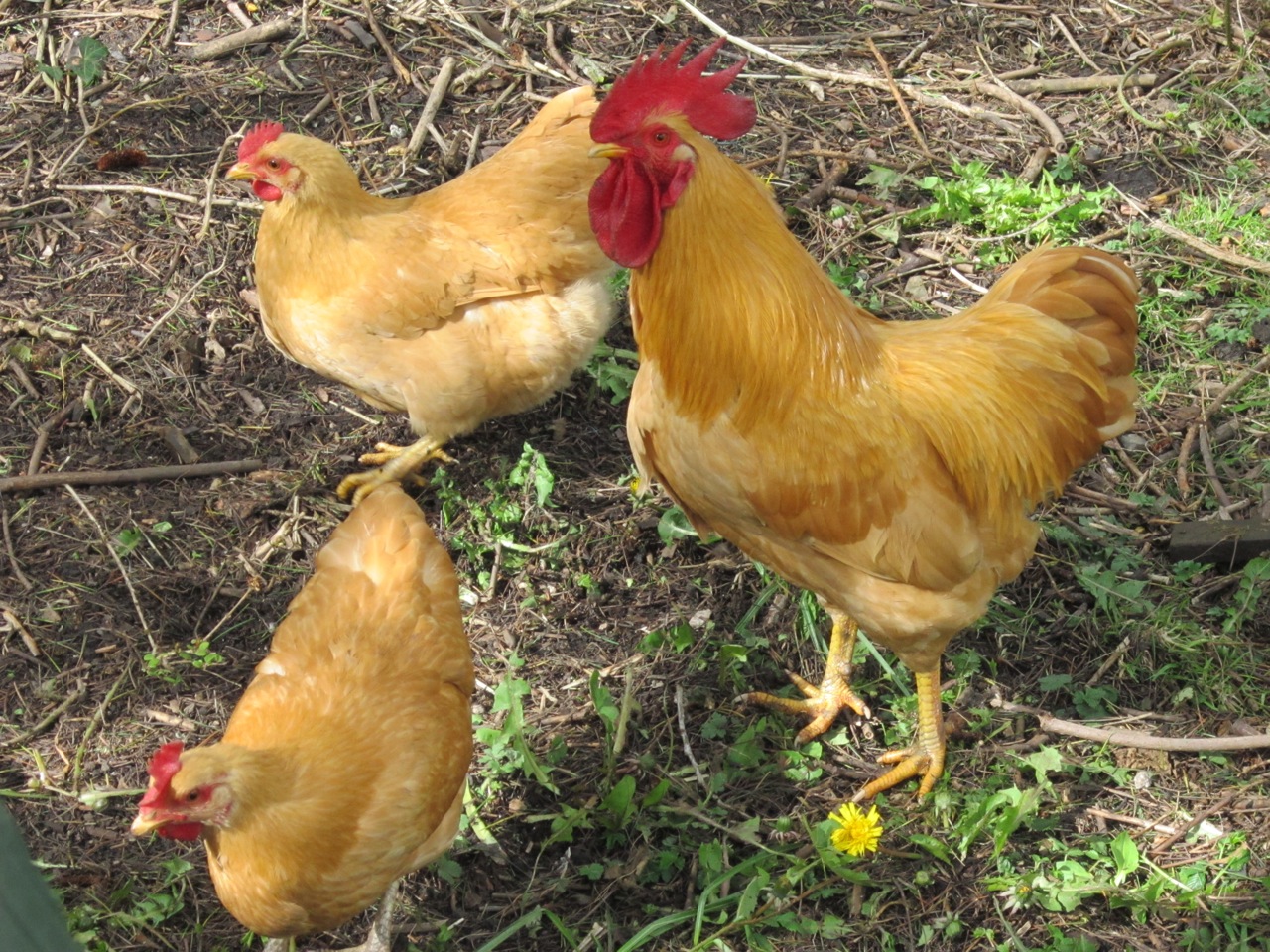 Orpingtons by Jimmy Carol			
					</div><!-- .entry-content -->
		
		<footer>
		
		
		
					
					</footer><!-- .entry-meta -->
	</article><!-- #post -->
				
											
				
		
<hr class=