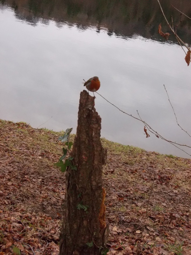 robin			
					</div><!-- .entry-content -->
		
		<footer>
		
		
		
					
					</footer><!-- .entry-meta -->
	</article><!-- #post -->
				
											
				
		
<hr class=