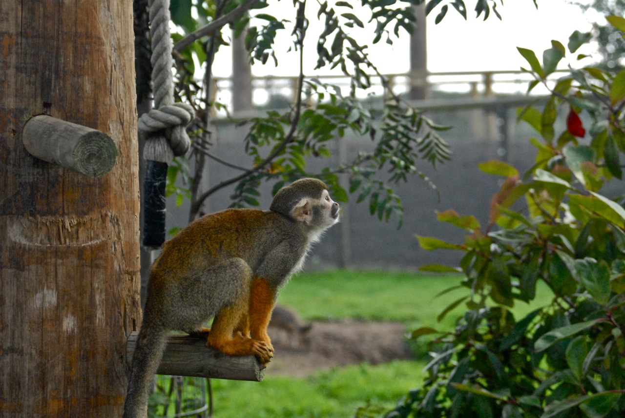 The Yorkshire Wildlife Park – Photos by Jacob Timlinson			
					</div><!-- .entry-content -->
		
		<footer>
		
		
		
					
					</footer><!-- .entry-meta -->
	</article><!-- #post -->
				
											
				
		
<hr class=