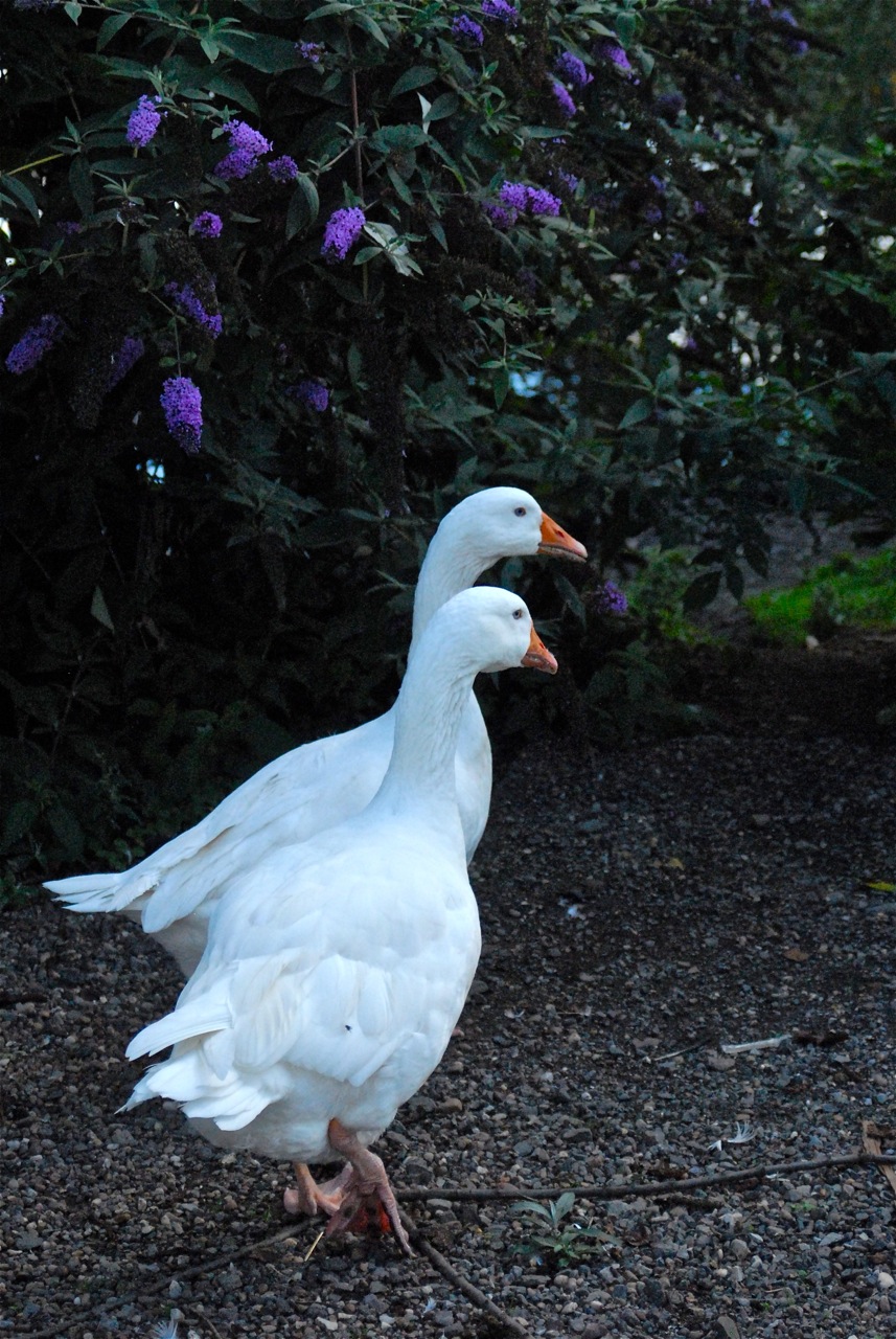 The Yorkshire Wildlife Park – Photos by Jacob Timlinson			
					</div><!-- .entry-content -->
		
		<footer>
		
		
		
					
					</footer><!-- .entry-meta -->
	</article><!-- #post -->
				
											
				
		
<hr class=
