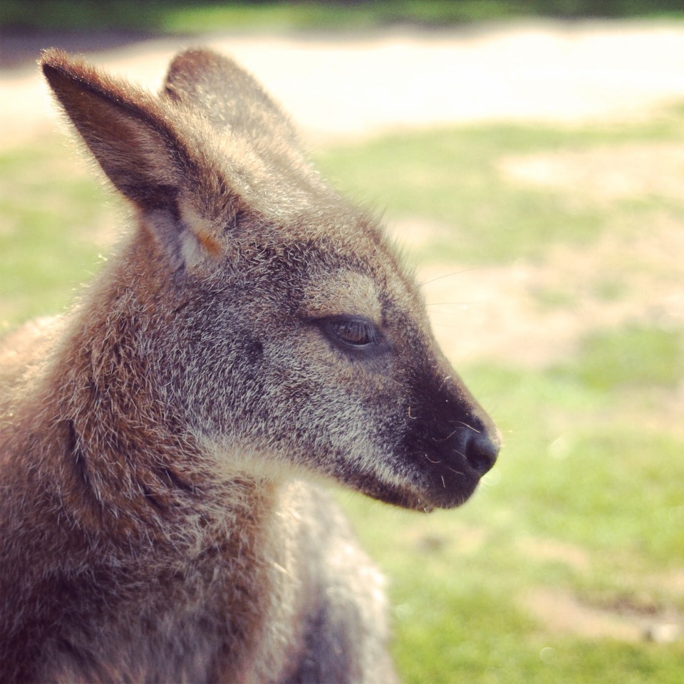 The Yorkshire Wildlife Park – Photos by Jacob Timlinson			
					</div><!-- .entry-content -->
		
		<footer>
		
		
		
					
					</footer><!-- .entry-meta -->
	</article><!-- #post -->
				
											
				
		
<hr class=