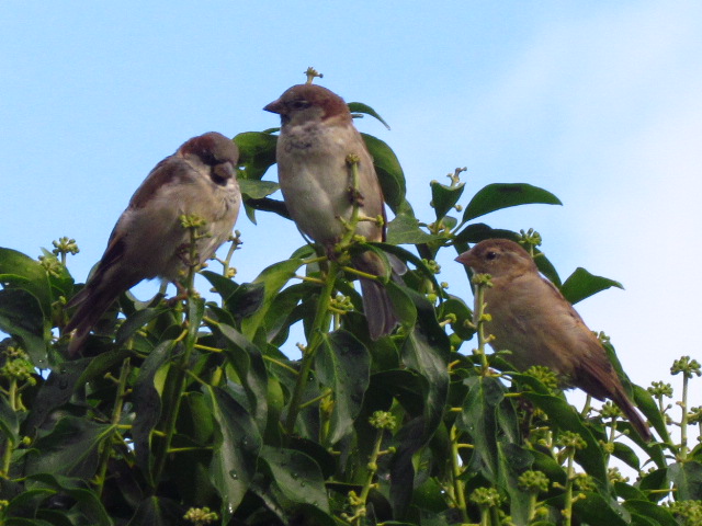 Photo from the field			
					</div><!-- .entry-content -->
		
		<footer>
		
		
		
					
					</footer><!-- .entry-meta -->
	</article><!-- #post -->
				
											
				
		
<hr class=