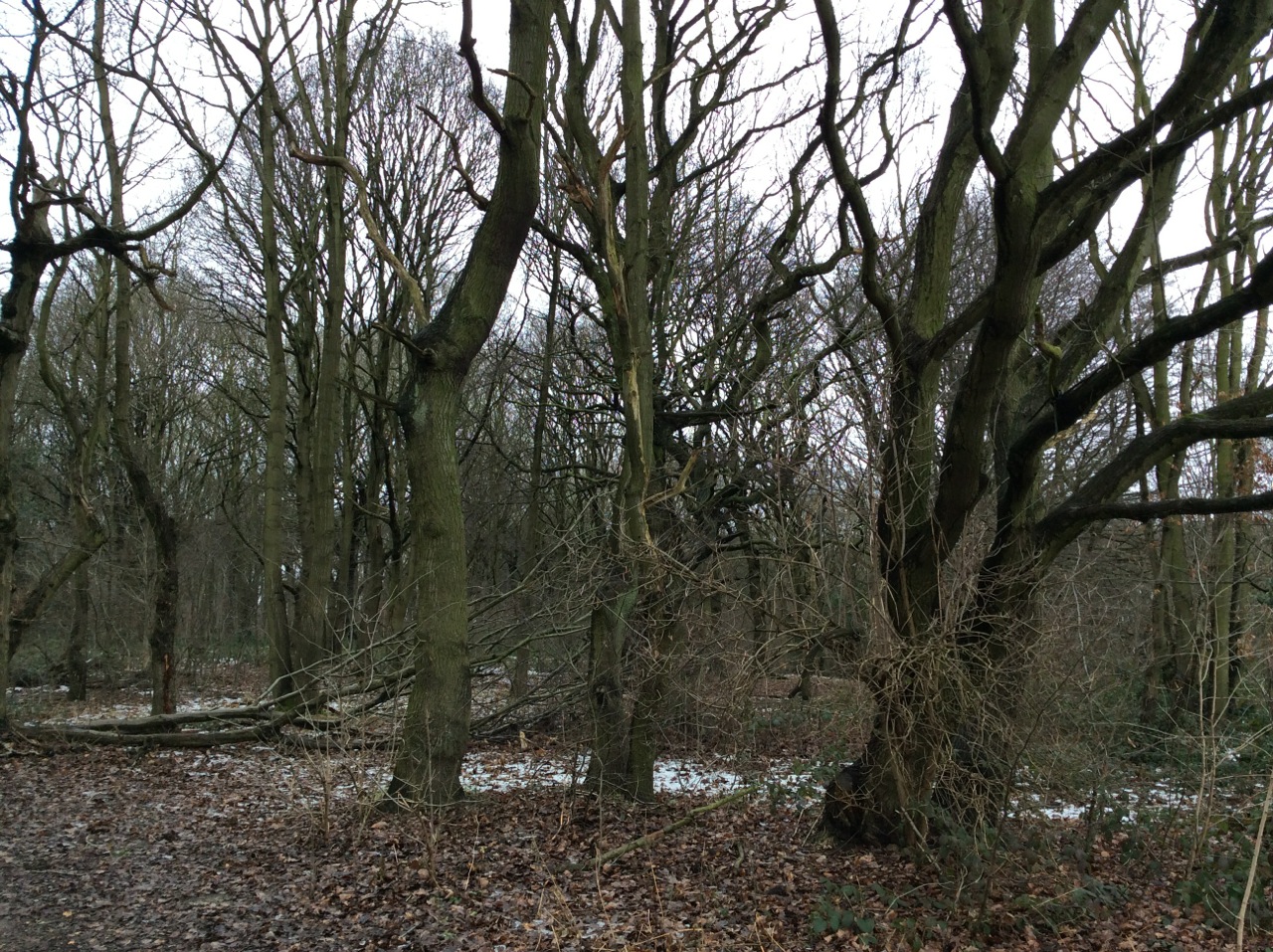 Woolley Woods by Jimmy Carol			
					</div><!-- .entry-content -->
		
		<footer>
		
		
		
					
					</footer><!-- .entry-meta -->
	</article><!-- #post -->
				
											
				
		
<hr class=