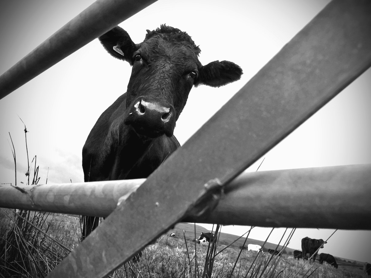 Strines cow by Alan Blay			
					</div><!-- .entry-content -->
		
		<footer>
		
		
		
					
					</footer><!-- .entry-meta -->
	</article><!-- #post -->
				
											
				
		
<hr class=