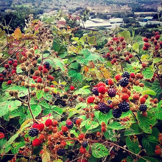 Raspberries and Blackberries at Parkwood Springs. Hillsborough in the background.			
					</div><!-- .entry-content -->
		
		<footer>
		
		
		
					
					</footer><!-- .entry-meta -->
	</article><!-- #post -->
				
											
				
		
<hr class=