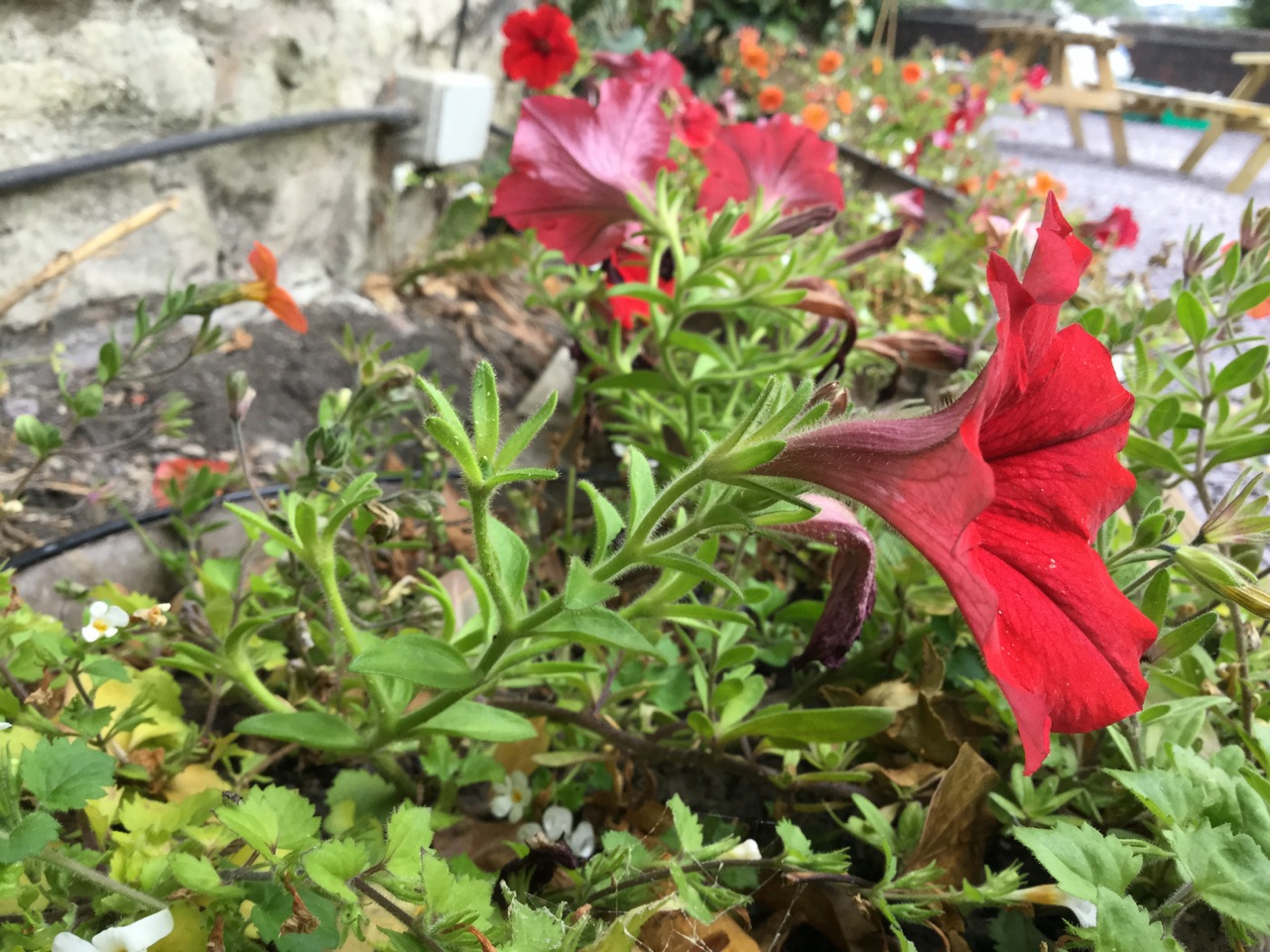 Flowers at Brothers Arms Pub			
					</div><!-- .entry-content -->
		
		<footer>
		
		
		
					
					</footer><!-- .entry-meta -->
	</article><!-- #post -->
				
											
				
		
<hr class=