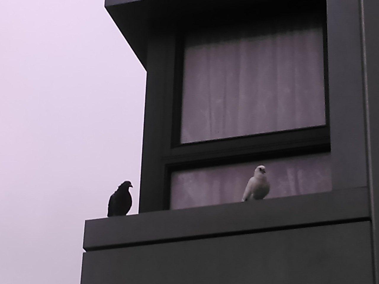 Pidgeon tiff- from steve Woan			
					</div><!-- .entry-content -->
		
		<footer>
		
		
		
					
					</footer><!-- .entry-meta -->
	</article><!-- #post -->
				
											
				
		
<hr class=