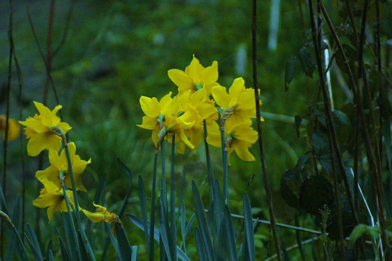 Daffodils at chatsworth			
					</div><!-- .entry-content -->
		
		<footer>
		
		
		
					
					</footer><!-- .entry-meta -->
	</article><!-- #post -->
				
											
				
		
<hr class=