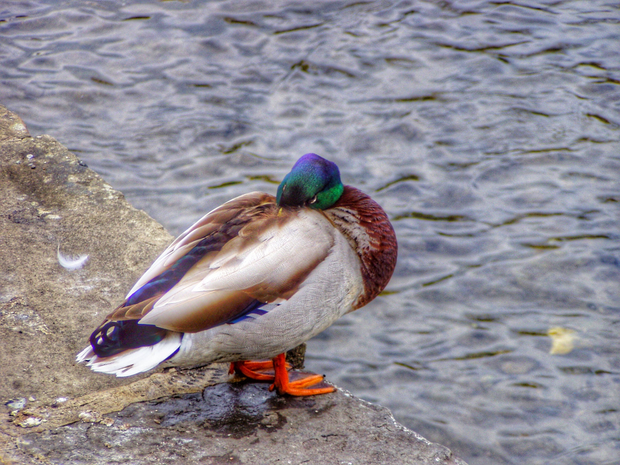 Duck at bakewell 2007			
					</div><!-- .entry-content -->
		
		<footer>
		
		
		
					
					</footer><!-- .entry-meta -->
	</article><!-- #post -->
				
											
				
		
<hr class=