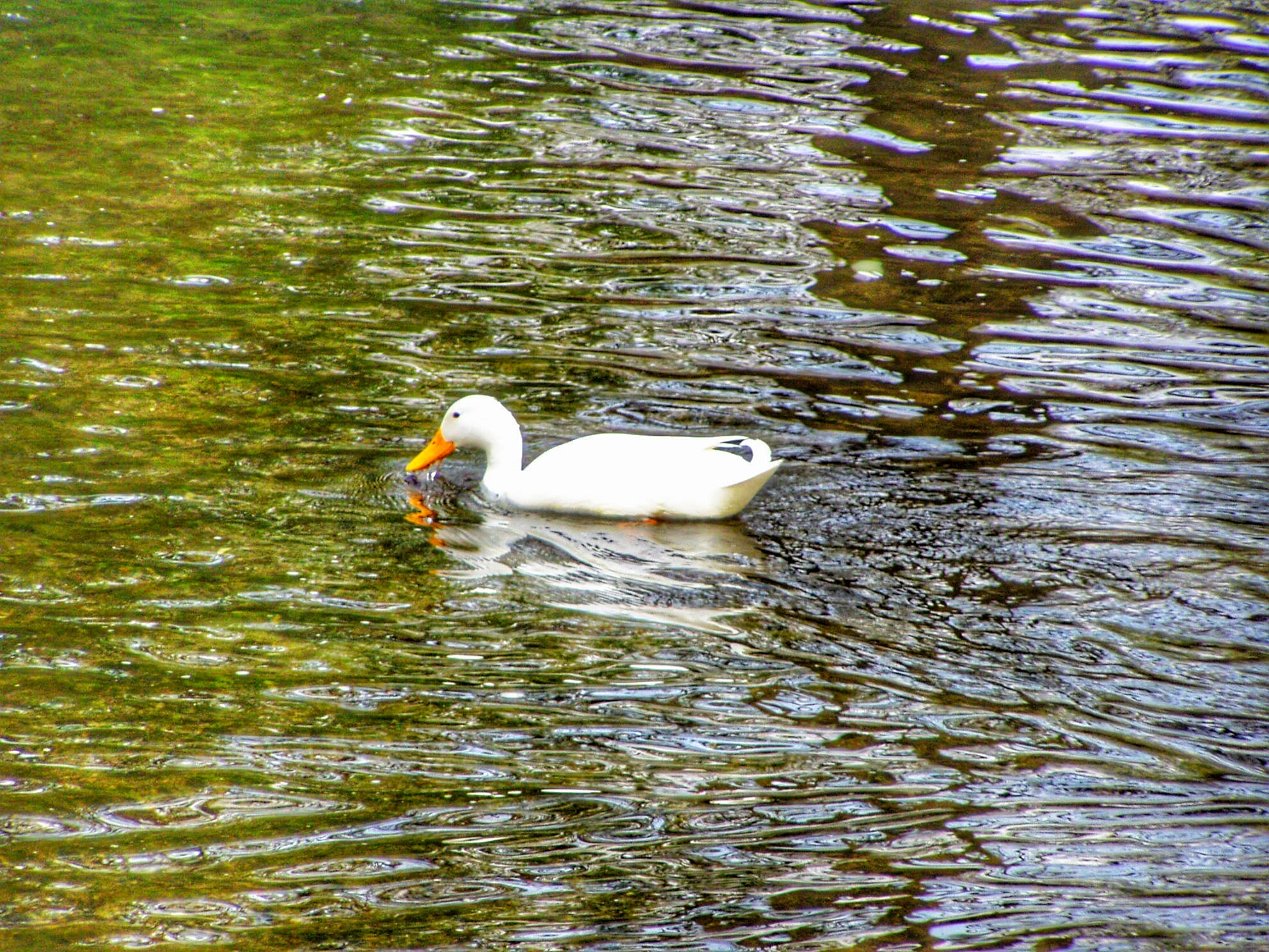 Goose at bakewell			
					</div><!-- .entry-content -->
		
		<footer>
		
		
		
					
					</footer><!-- .entry-meta -->
	</article><!-- #post -->
				
											
				
		
<hr class=