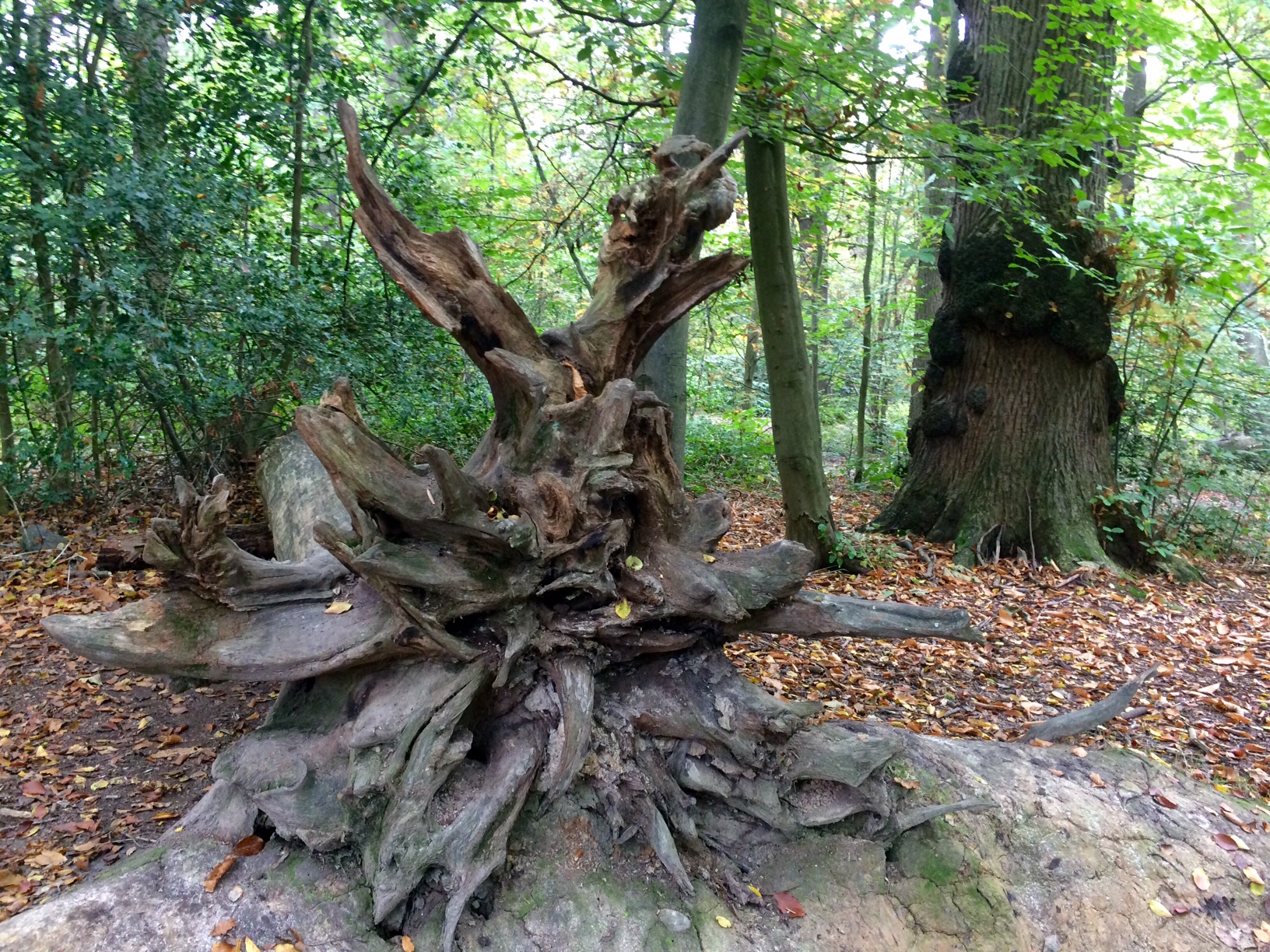 Ecclesall woods			
					</div><!-- .entry-content -->
		
		<footer>
		
		
		
					
					</footer><!-- .entry-meta -->
	</article><!-- #post -->
				
											
				
		
<hr class=
