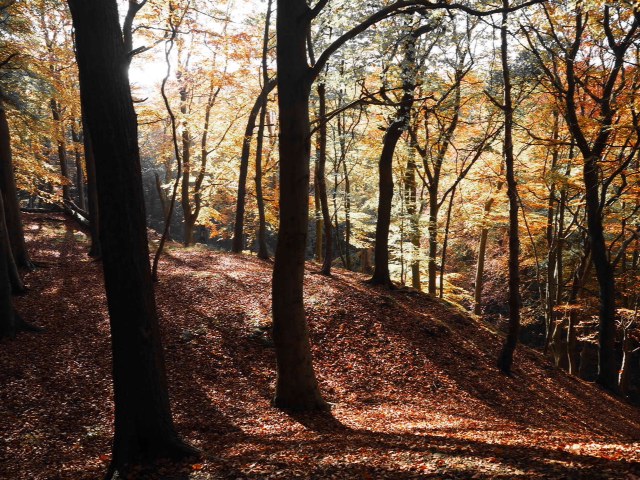 Graves park			
					</div><!-- .entry-content -->
		
		<footer>
		
		
		
					
					</footer><!-- .entry-meta -->
	</article><!-- #post -->
				
											
				
		
<hr class=