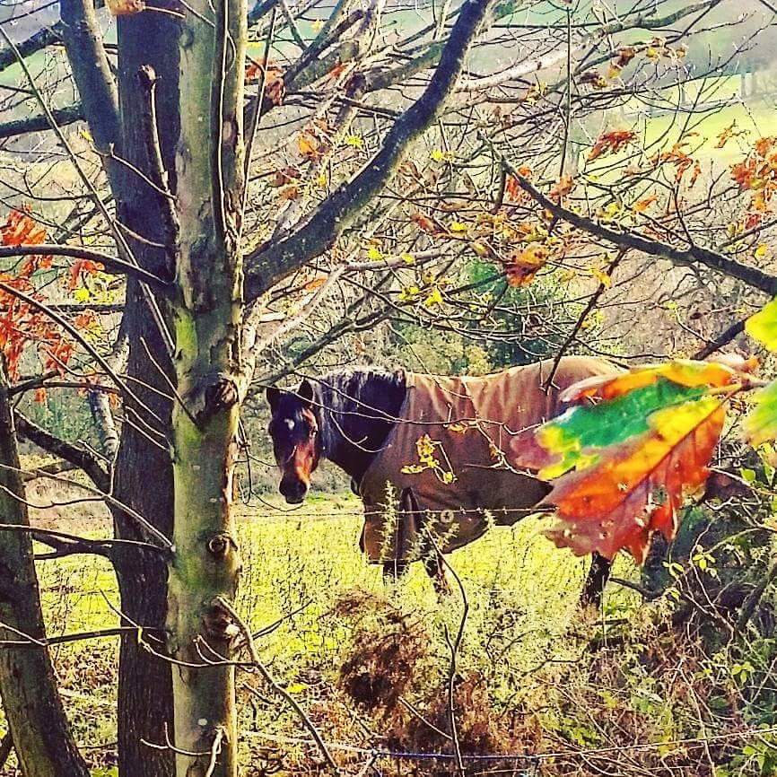 Peeping horse at Fulwood			
					</div><!-- .entry-content -->
		
		<footer>
		
		
		
					
					</footer><!-- .entry-meta -->
	</article><!-- #post -->
				
											
				
		
<hr class=