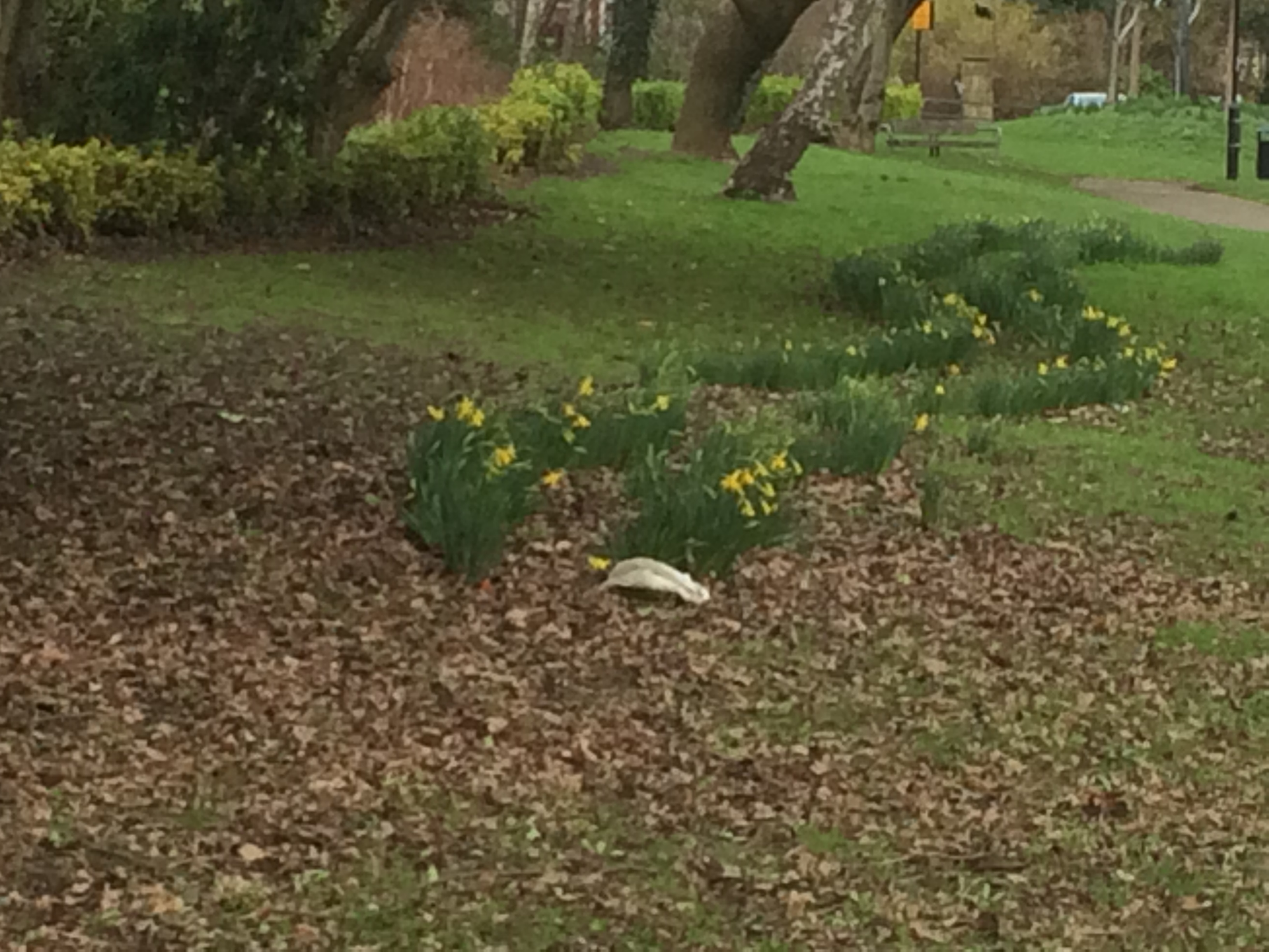 Early Daffodils			
					</div><!-- .entry-content -->
		
		<footer>
		
		
		
					
					</footer><!-- .entry-meta -->
	</article><!-- #post -->
				
											
				
		
<hr class=