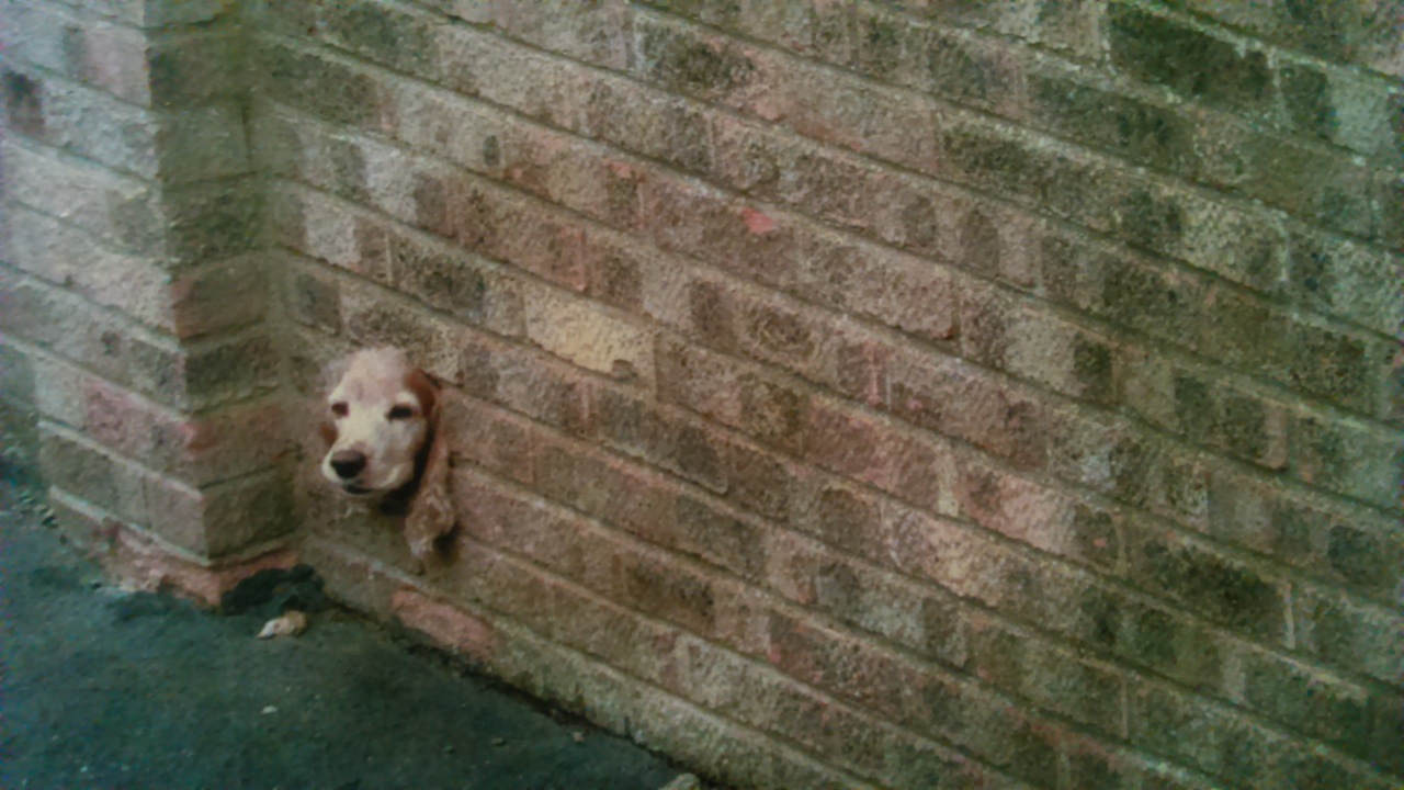 Hole in the wall beagle			
					</div><!-- .entry-content -->
		
		<footer>
		
		
		
					
					</footer><!-- .entry-meta -->
	</article><!-- #post -->
				
											
				
		
<hr class=