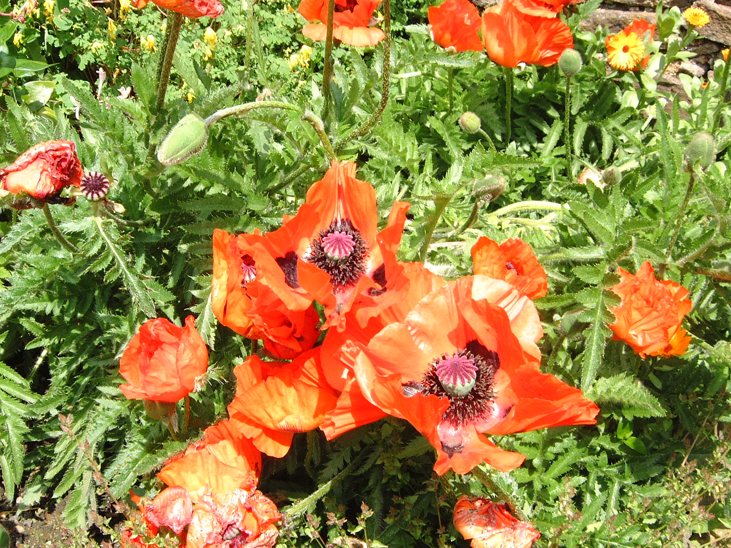 poppies by Mike Rodgers			
					</div><!-- .entry-content -->
		
		<footer>
		
		
		
					
					</footer><!-- .entry-meta -->
	</article><!-- #post -->
				
											
				
		
<hr class=