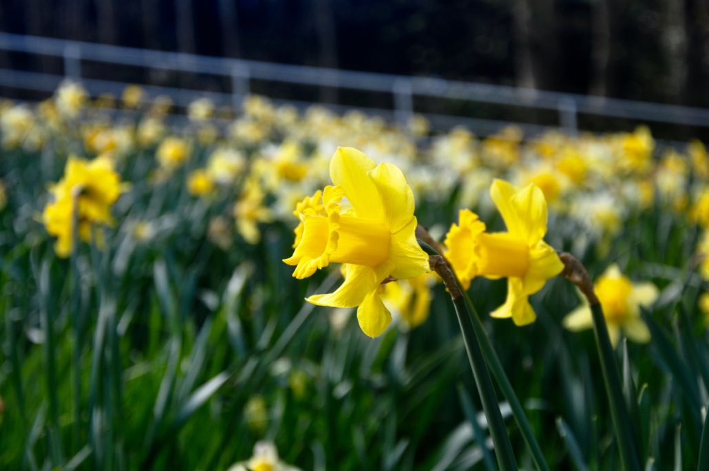 bingham park by Mike Rodgers			
					</div><!-- .entry-content -->
		
		<footer>
		
		
		
					
					</footer><!-- .entry-meta -->
	</article><!-- #post -->
				
											
				
		
<hr class=