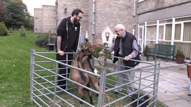 Farm animals pay visit to city care home