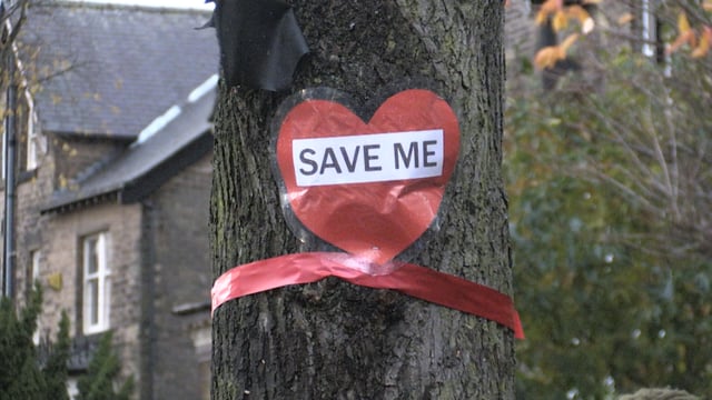 Chainsaws before dawn as residents wake to police-backed tree felling operation