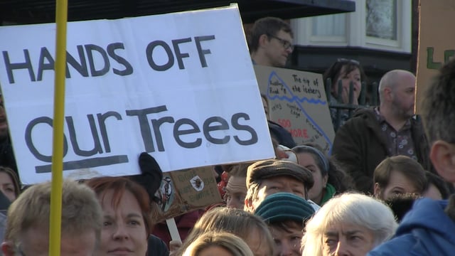 Hundreds gather in rally to save Sheffield trees
