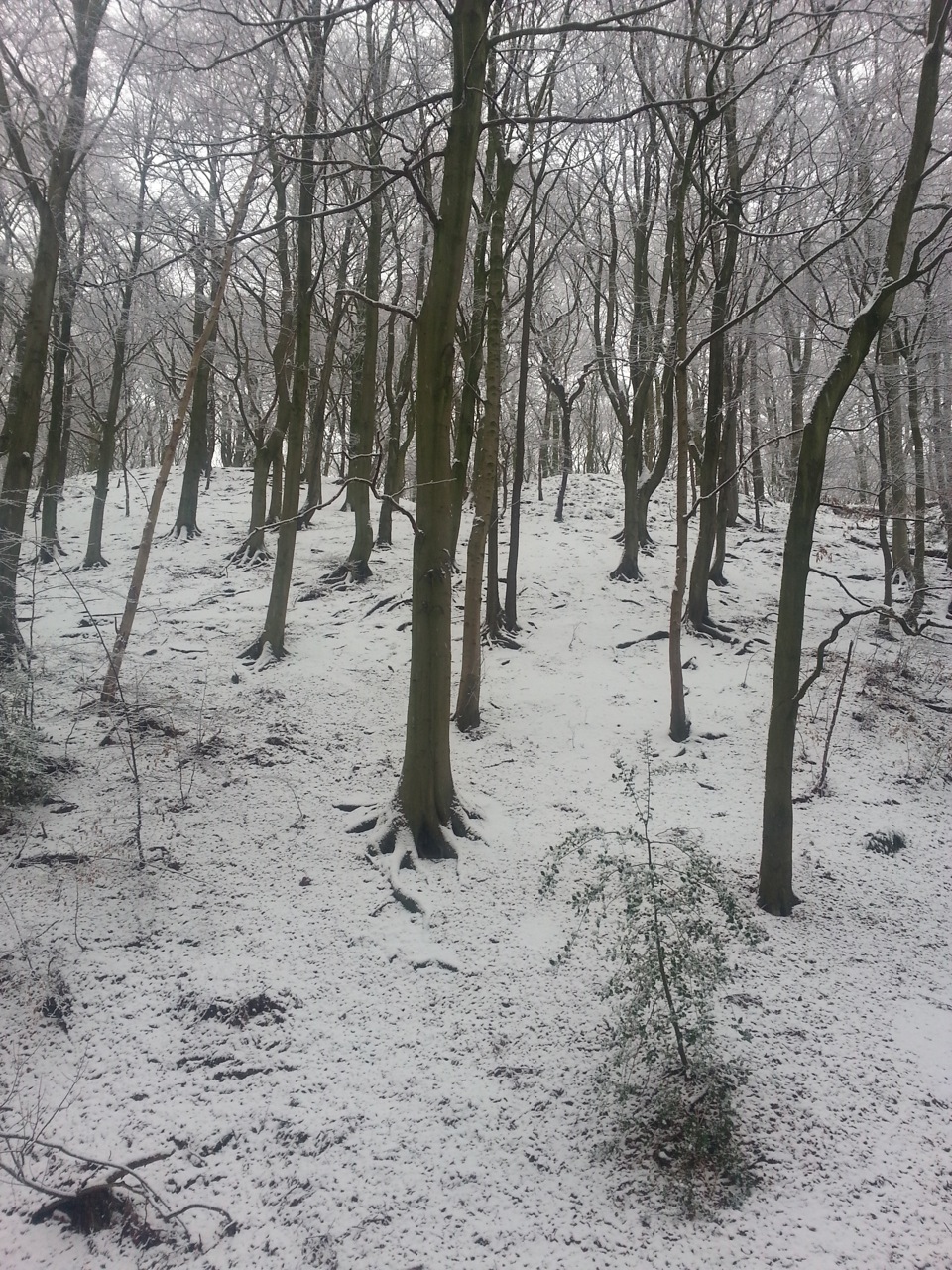 Fwd: Graves Park			
					</div><!-- .entry-content -->
		
		<footer>
		
		
		
					
					</footer><!-- .entry-meta -->
	</article><!-- #post -->
				
											
				
		
<hr class=