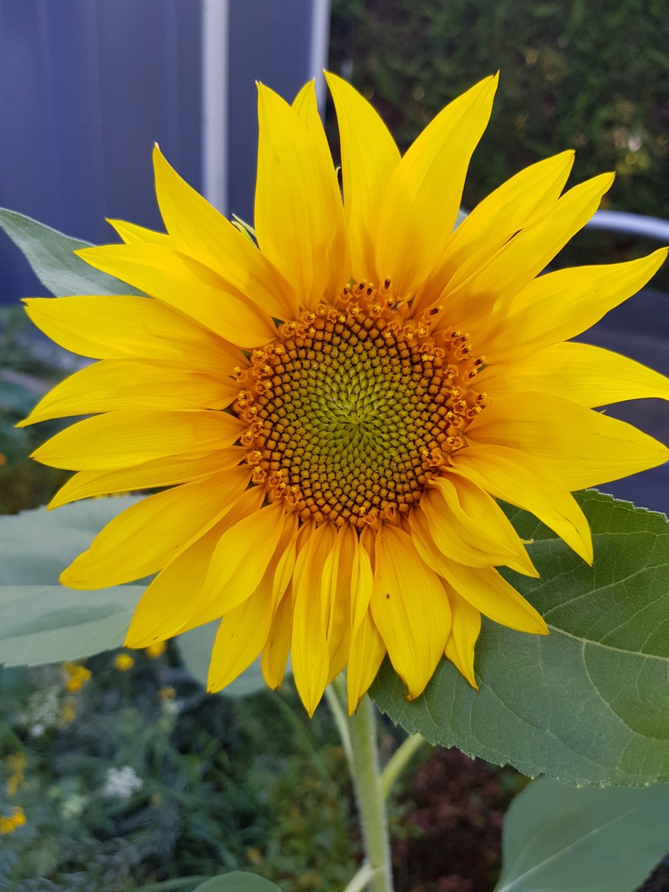 Fwd: Sunflowers by G.Hessay			
					</div><!-- .entry-content -->
		
		<footer>
		
		
		
					
					</footer><!-- .entry-meta -->
	</article><!-- #post -->
				
											
				
		
<hr class=