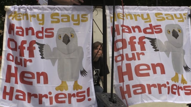 Hen Harrier Day comes to Devonshire Green