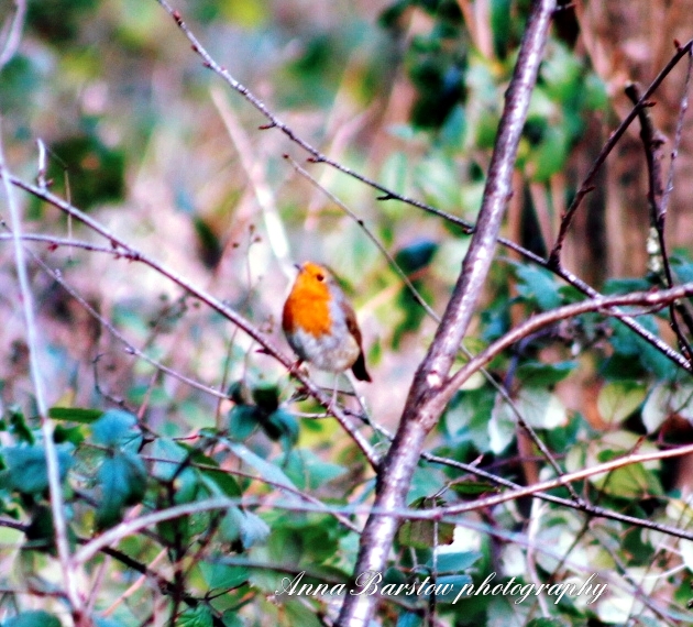 Fwd: Robin			
					</div><!-- .entry-content -->
		
		<footer>
		
		
		
					
					</footer><!-- .entry-meta -->
	</article><!-- #post -->
				
											
				
		
<hr class=