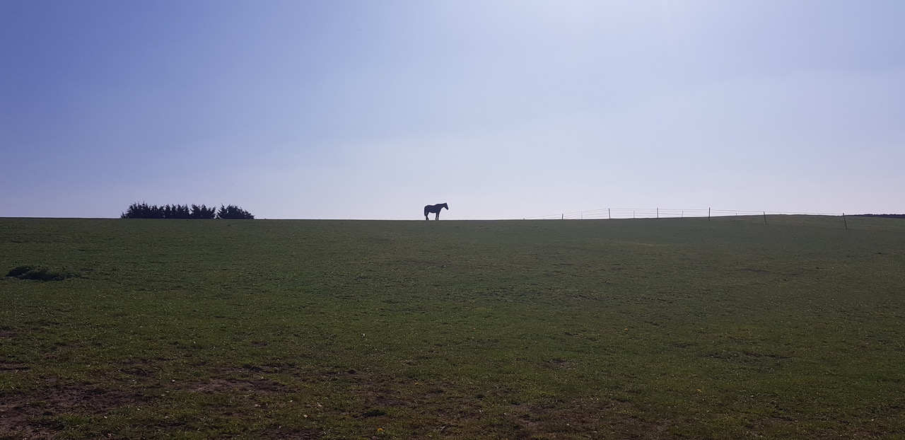 Fwd: Horse on bradway field by Lauren jukes			
					</div><!-- .entry-content -->
		
		<footer>
		
		
		
					
					</footer><!-- .entry-meta -->
	</article><!-- #post -->
				
											
				
		
<hr class=