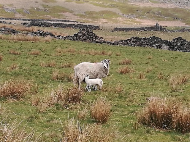 Fwd: Snake Pass			
					</div><!-- .entry-content -->
		
		<footer>
		
		
		
					
					</footer><!-- .entry-meta -->
	</article><!-- #post -->
				
											
				
		
<hr class=