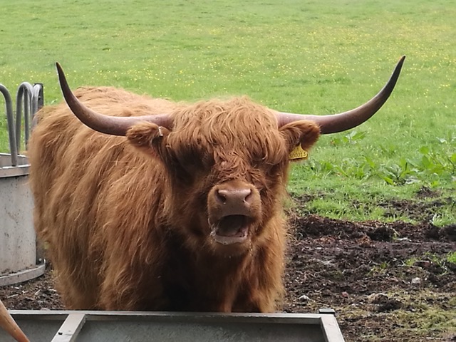 Fwd: Cattle at Scholes			
					</div><!-- .entry-content -->
		
		<footer>
		
		
		
					
					</footer><!-- .entry-meta -->
	</article><!-- #post -->
				
											
				
		
<hr class=