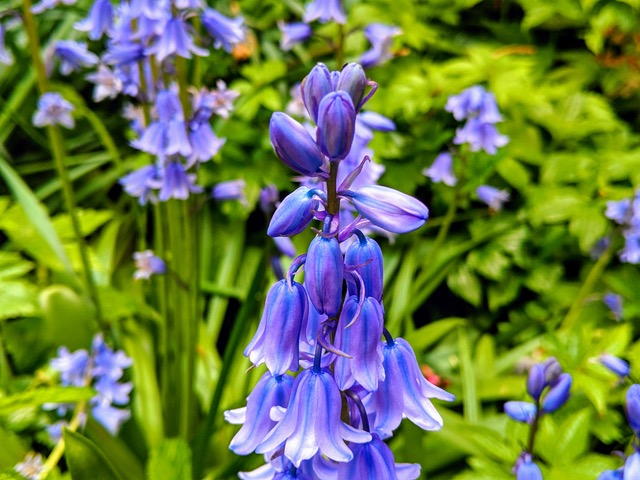 Fwd: Photograph of Botanical Gardens			
					</div><!-- .entry-content -->
		
		<footer>
		
		
		
					
					</footer><!-- .entry-meta -->
	</article><!-- #post -->
				
											
				
		
<hr class=