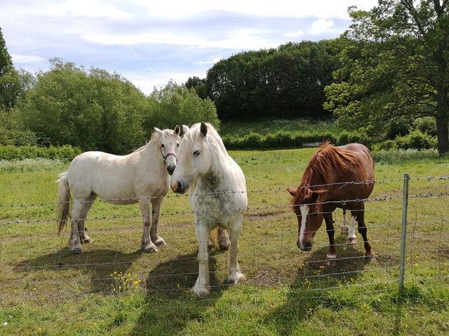 Fwd: Ecclesfield			
					</div><!-- .entry-content -->
		
		<footer>
		
		
		
					
					</footer><!-- .entry-meta -->
	</article><!-- #post -->
				
											
				
		
<hr class=