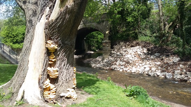 Fwd: Mushroom Tree in Millhouses by Johnny London			
					</div><!-- .entry-content -->
		
		<footer>
		
		
		
					
					</footer><!-- .entry-meta -->
	</article><!-- #post -->
				
											
				
		
<hr class=