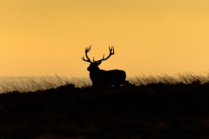 Red deer at dusk