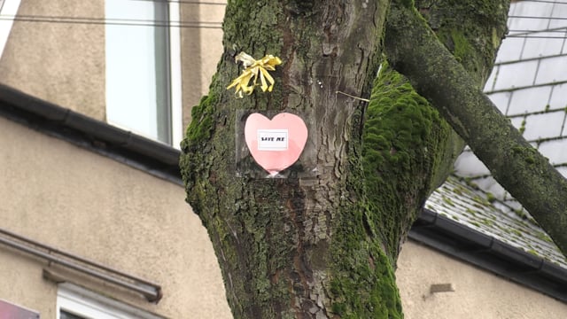 Council apology sought over tree dispute