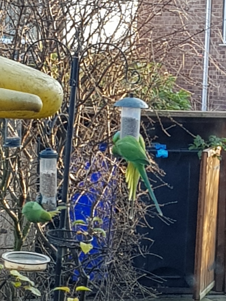 Fwd: Parakeets  in my garden Gillian Hessay			
					</div><!-- .entry-content -->
		
		<footer>
		
		
		
					
					</footer><!-- .entry-meta -->
	</article><!-- #post -->
				
											
				
		
<hr class=