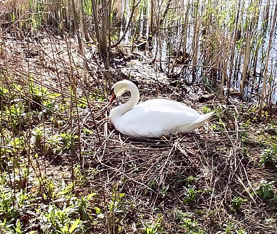 Fwd: Swan nesting at Rother Valley Country Park			
					</div><!-- .entry-content -->
		
		<footer>
		
		
		
					
					</footer><!-- .entry-meta -->
	</article><!-- #post -->
				
											
				
		
<hr class=