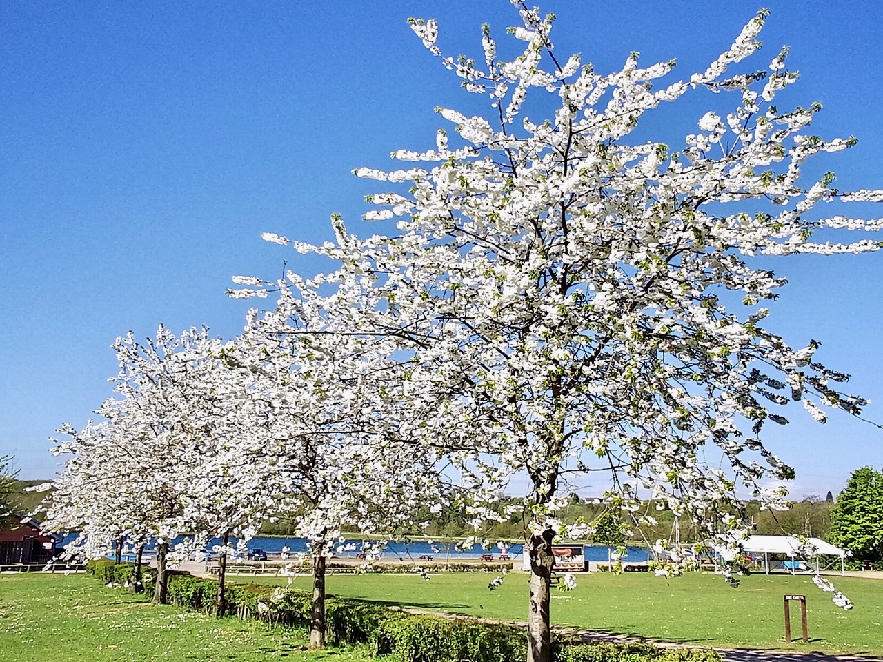 Fwd: Blossom trees at Rother Valley Country Park.			
					</div><!-- .entry-content -->
		
		<footer>
		
		
		
					
					</footer><!-- .entry-meta -->
	</article><!-- #post -->
				
											
				
		
<hr class=