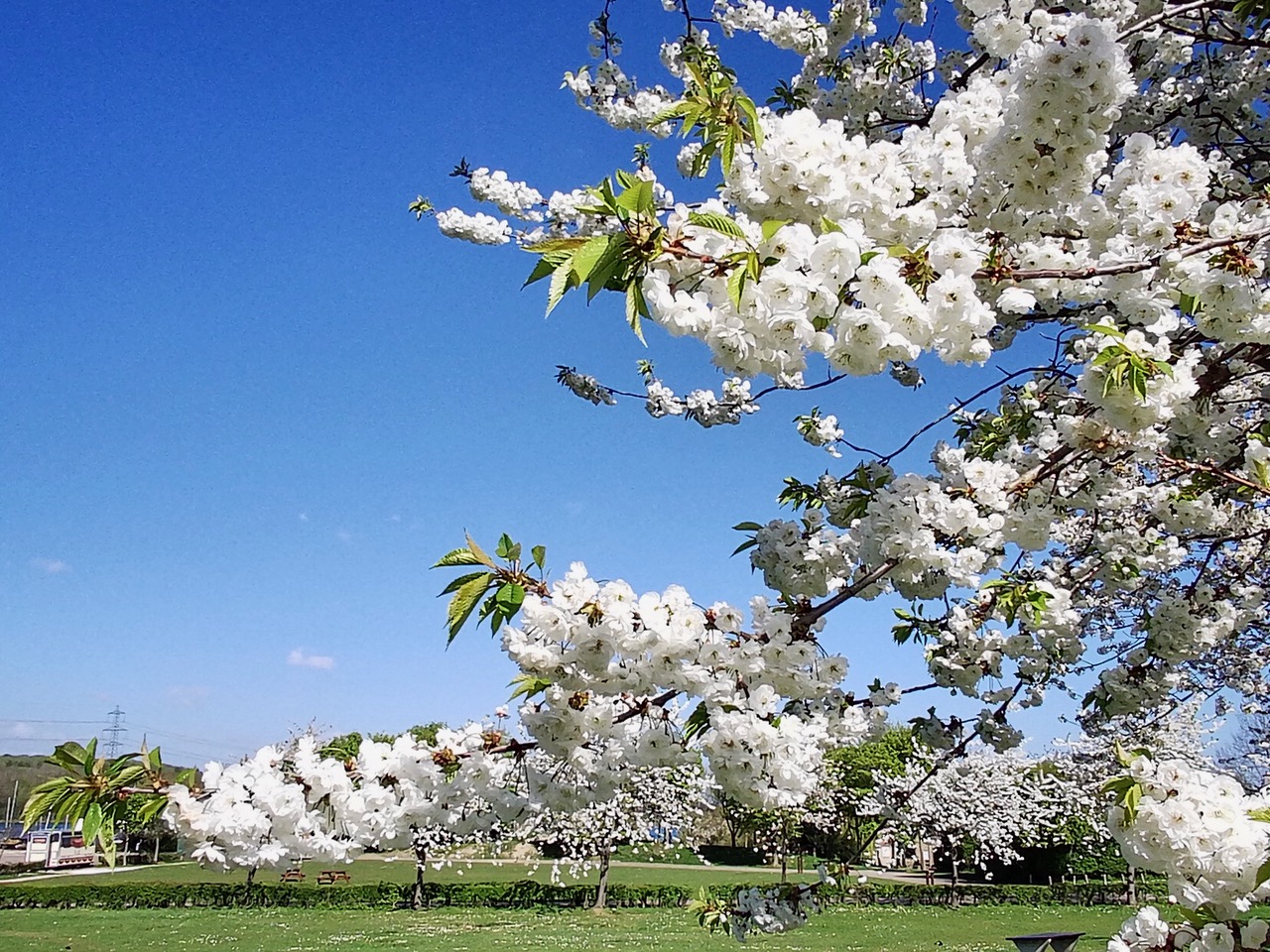Fwd: Blossom trees at Rother Valley Country Park.			
					</div><!-- .entry-content -->
		
		<footer>
		
		
		
					
					</footer><!-- .entry-meta -->
	</article><!-- #post -->
				
											
				
		
<hr class=