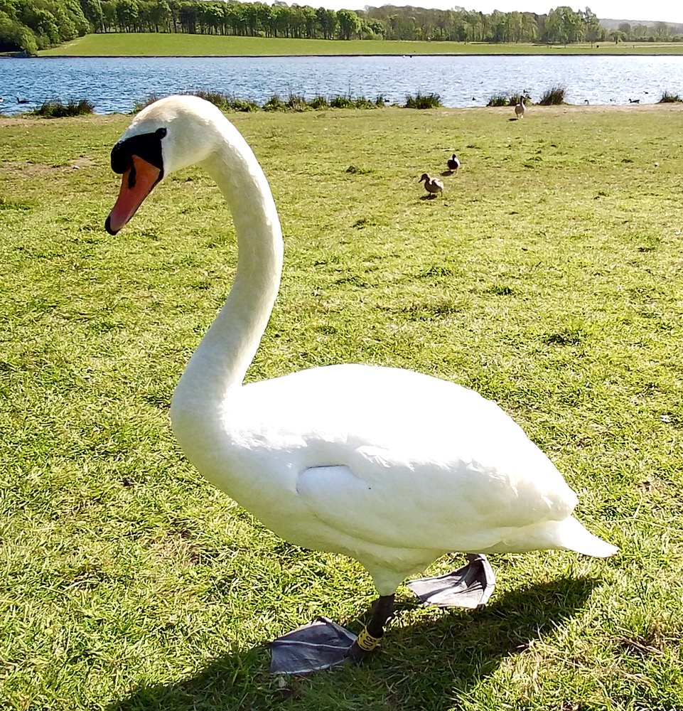 Fwd: Beautiful Swan at Rother Valley Country Park Sheffield.			
					</div><!-- .entry-content -->
		
		<footer>
		
		
		
					
					</footer><!-- .entry-meta -->
	</article><!-- #post -->
				
											
				
		
<hr class=
