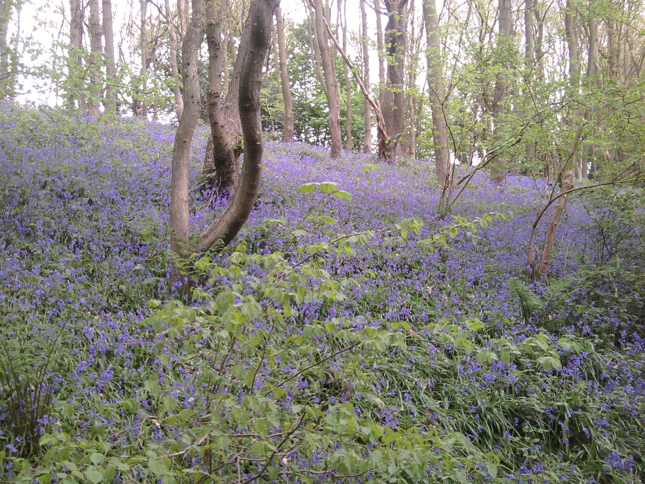 Fwd: Shirtcliff woods by Terry Lee			
					</div><!-- .entry-content -->
		
		<footer>
		
		
		
					
					</footer><!-- .entry-meta -->
	</article><!-- #post -->
				
											
				
		
<hr class=