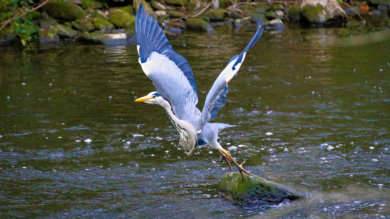 Fwd: Heron			
					</div><!-- .entry-content -->
		
		<footer>
		
		
		
					
					</footer><!-- .entry-meta -->
	</article><!-- #post -->
				
											
				
		
<hr class=