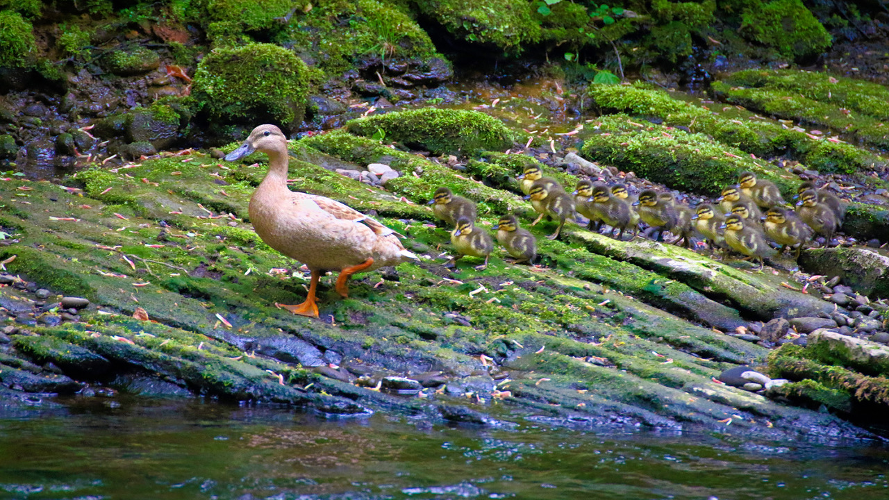 Fwd: Mother duck			
					</div><!-- .entry-content -->
		
		<footer>
		
		
		
					
					</footer><!-- .entry-meta -->
	</article><!-- #post -->
				
											
				
		
<hr class=