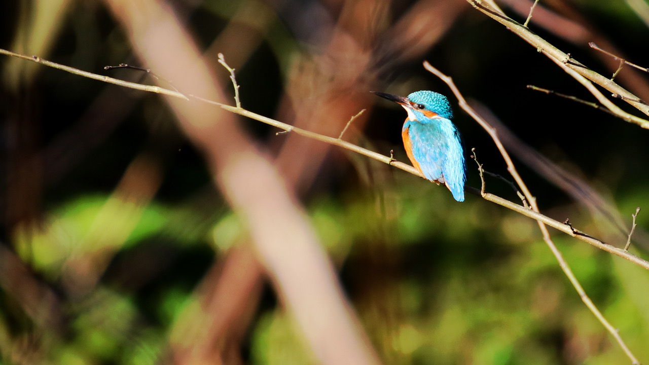 Fwd: Kingfisher			
					</div><!-- .entry-content -->
		
		<footer>
		
		
		
					
					</footer><!-- .entry-meta -->
	</article><!-- #post -->
				
											
				
		
<hr class=