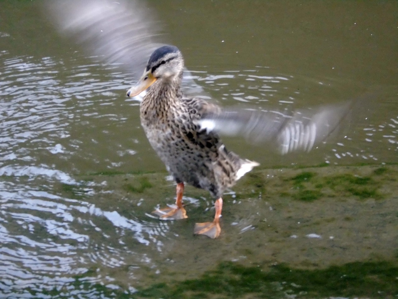 Fwd: Photo Images			
					</div><!-- .entry-content -->
		
		<footer>
		
		
		
					
					</footer><!-- .entry-meta -->
	</article><!-- #post -->
				
											
				
		
<hr class=