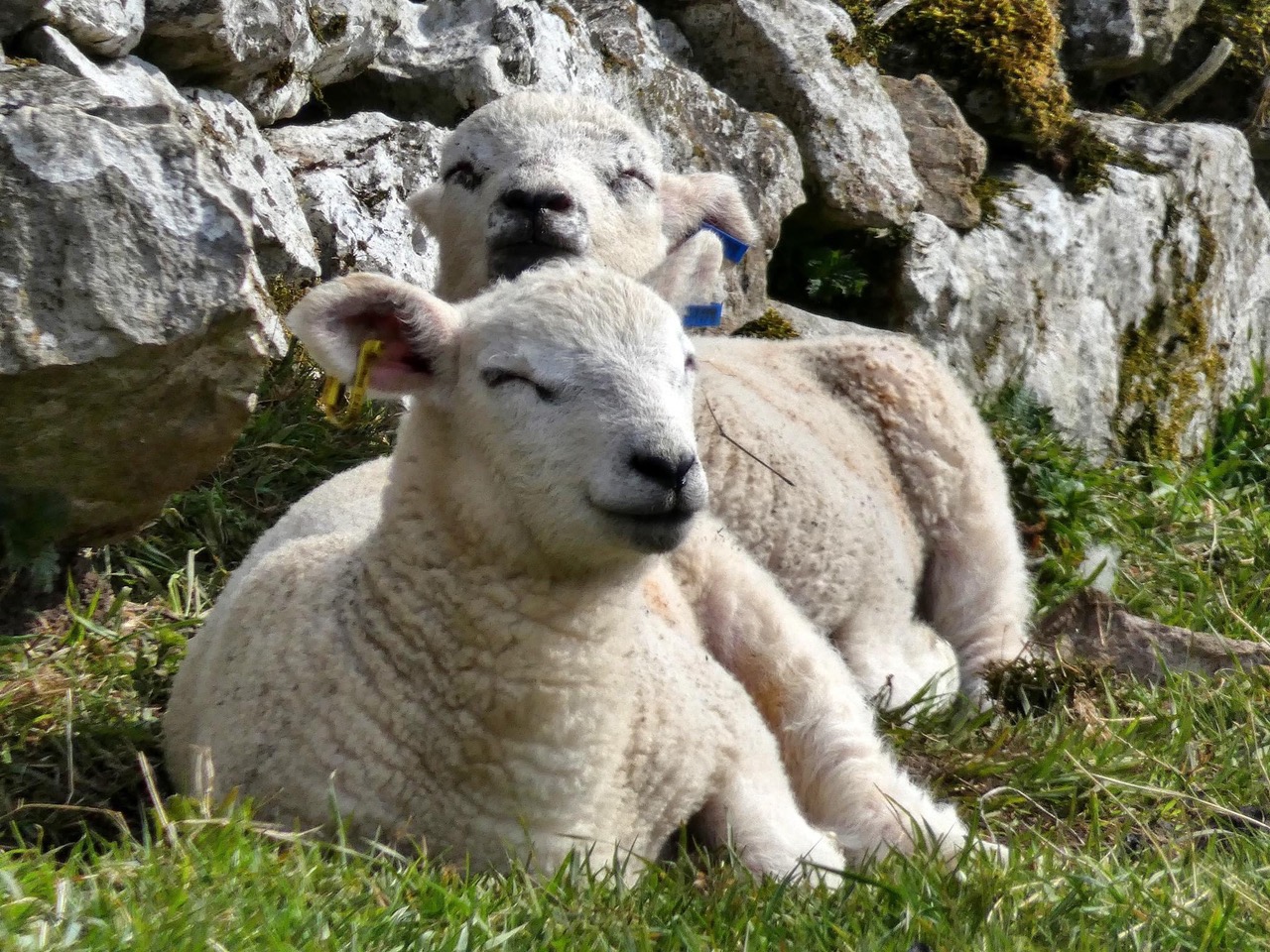 Fwd: Lambs Resting Peak District			
					</div><!-- .entry-content -->
		
		<footer>
		
		
		
					
					</footer><!-- .entry-meta -->
	</article><!-- #post -->
				
											
				
		
<hr class=